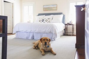 Cozy master bedroom featuring a comfortable bed and a friendly dog